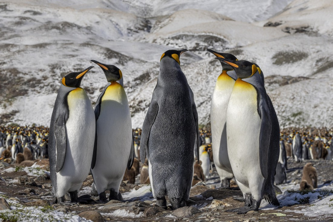 OTL25-25, Day 9, Fortuna Bay 4 © Sara Jenner - Oceanwide Expeditions.jpg