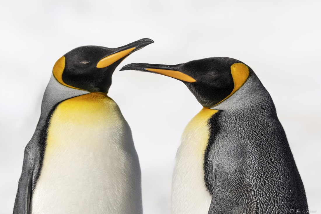 OTL25-25, Day 9, Fortuna Bay 7 © Sara Jenner - Oceanwide Expeditions.jpg