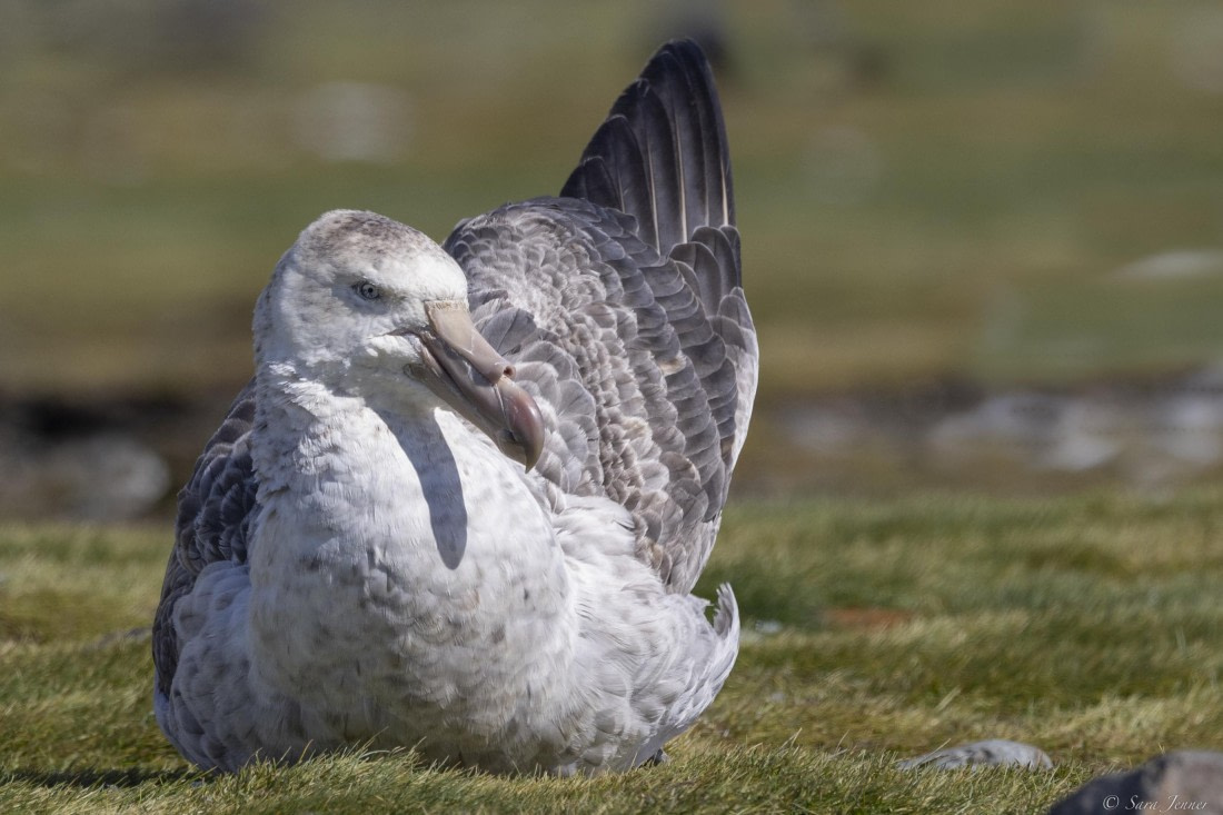 OTL25-25, Day 9, Fortuna Bay 10 © Sara Jenner - Oceanwide Expeditions.jpg
