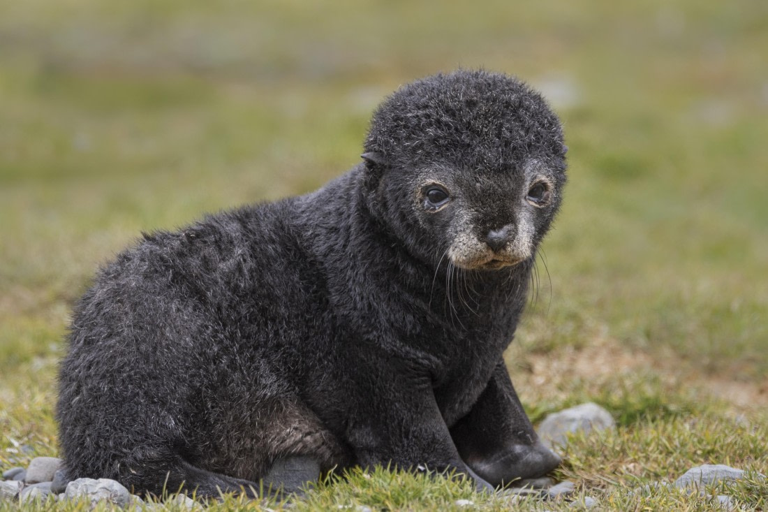 OTL25-25, Day 9, Fortuna Bay 13 © Sara Jenner - Oceanwide Expeditions.jpg