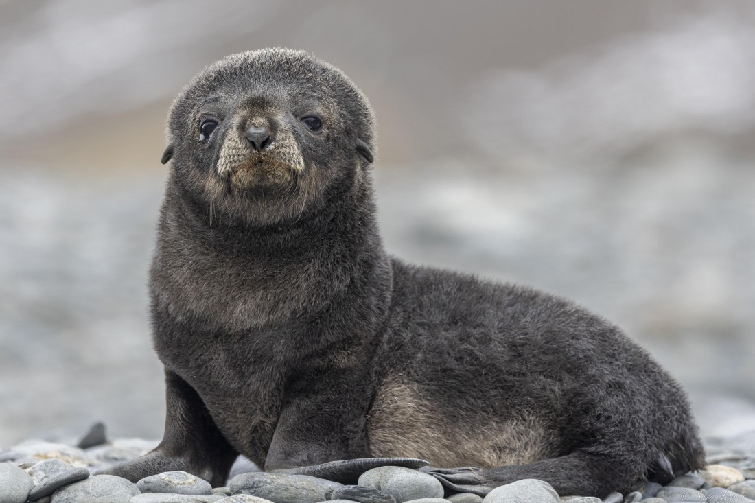 OTL25-25, Day 9, Fortuna Bay 15 © Sara Jenner - Oceanwide Expeditions.jpg