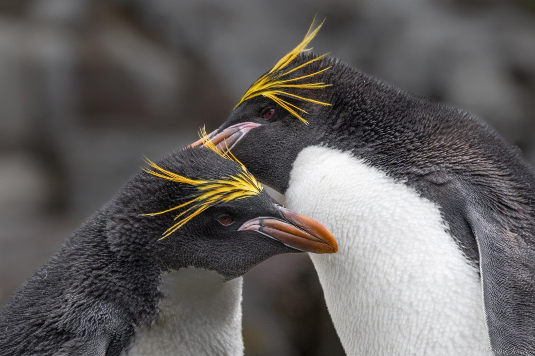 OTL25-25, Day 9, Hercules Bay 1 © Sara Jenner - Oceanwide Expeditions.jpg