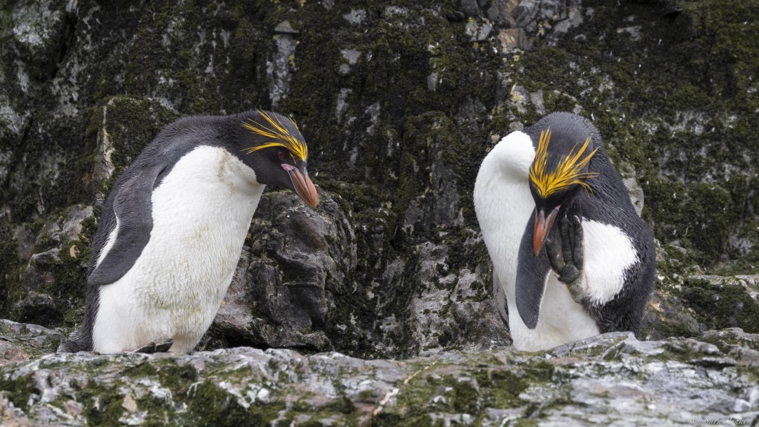 OTL25-25, Day 9, Hercules bay 2 © Sara Jenner - Oceanwide Expeditions.jpg