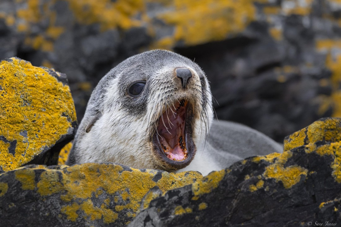 OTL25-25, Day 9, Hercules Bay 7 © Sara Jenner - Oceanwide Expeditions.jpg