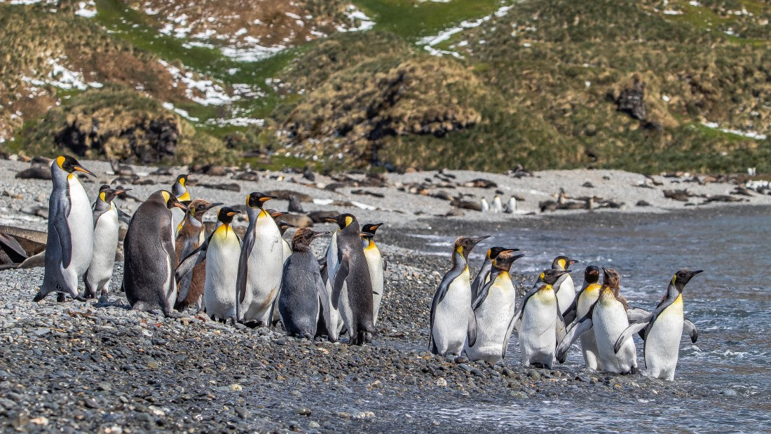 OTL25-25, Day 9, IMG_4341 © Unknown photographer - Oceanwide Expeditions.jpg