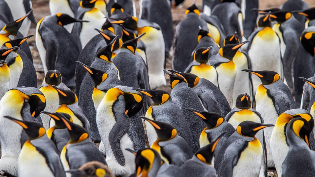 OTL25-25, Day 9, IMG_4360 © Unknown photographer - Oceanwide Expeditions.jpg