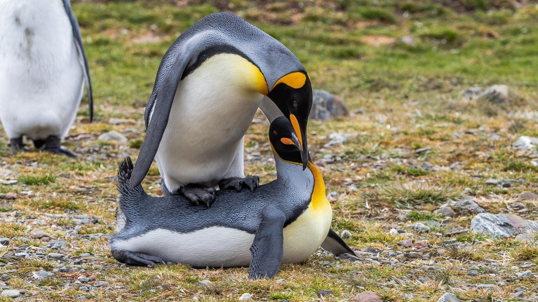 OTL25-25, Day 9, IMG_4374 © Unknown photographer - Oceanwide Expeditions.jpg