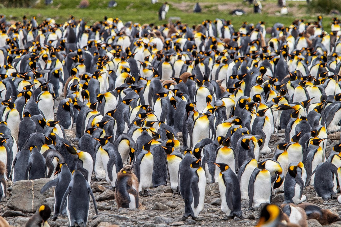 OTL25-25, Day 9, IMG_4397 © Unknown photographer - Oceanwide Expeditions.jpg