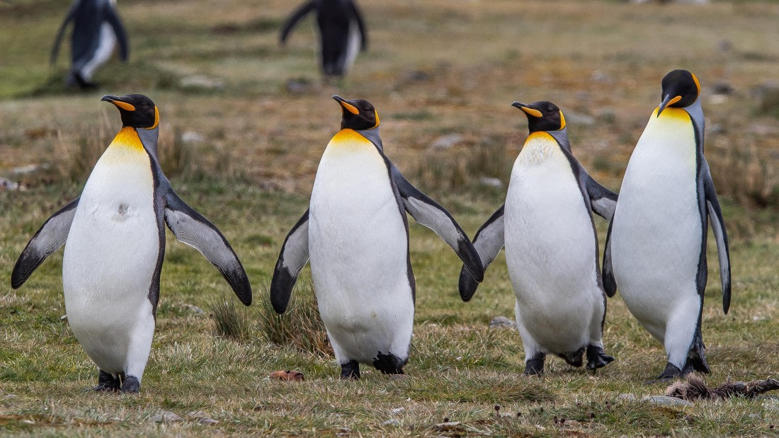 OTL25-25, Day 9, IMG_4476 © Unknown photographer - Oceanwide Expeditions.jpg