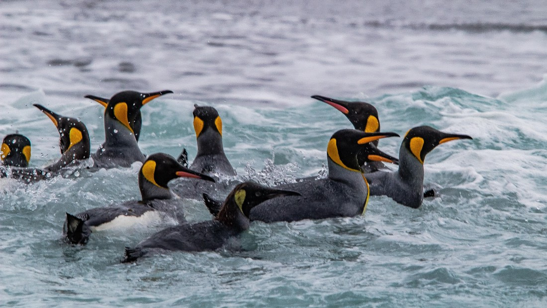 OTL25-25, Day 10, IMG_4619 © Unknown photographer - Oceanwide Expeditions.jpg