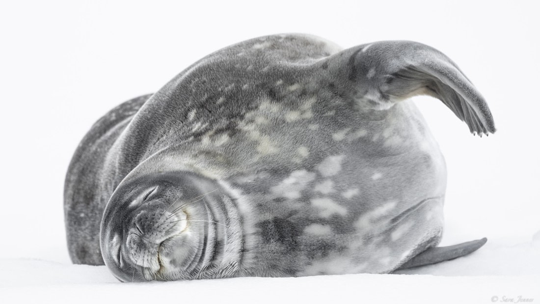 OTL25-25, Day 14, Weddell Seal 2 © Sara Jenner - Oceanwide Expeditions.jpg