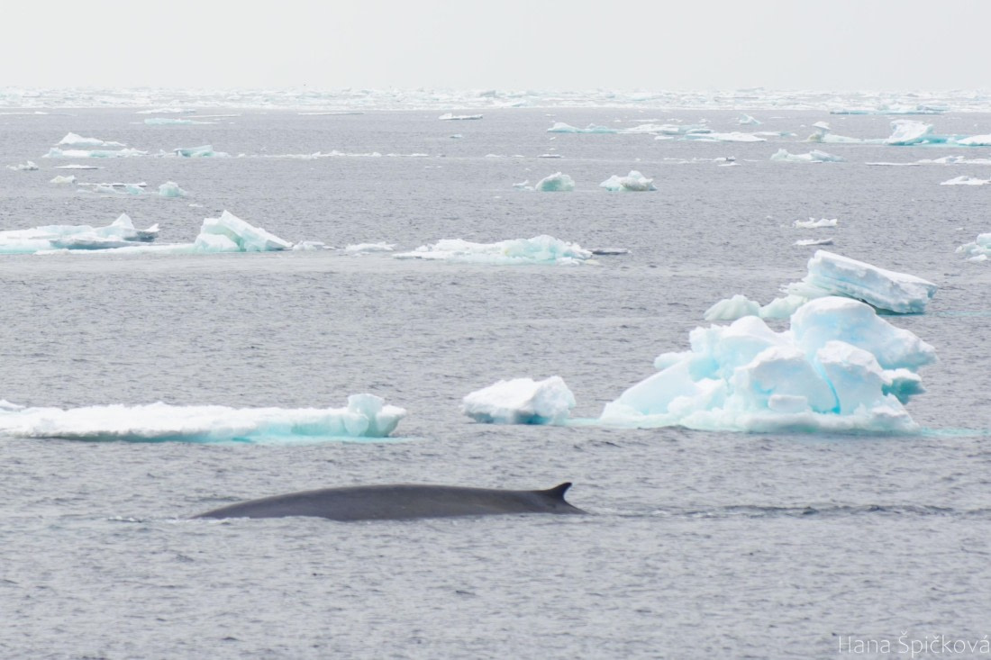 OTL25-25, Day 12, _DSC4030 © Hana Spickova - Oceanwide Expeditions.jpeg
