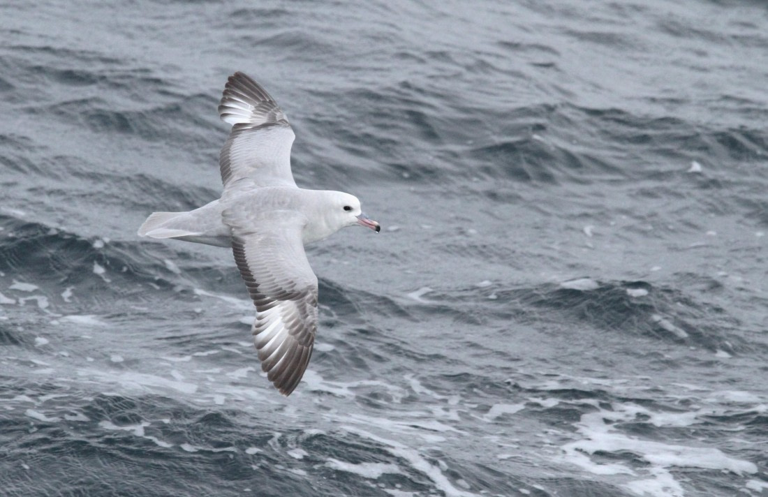 OTL25-25, Day 12, IMG_4160 © Unknown photographer - Oceanwide Expeditions.JPG