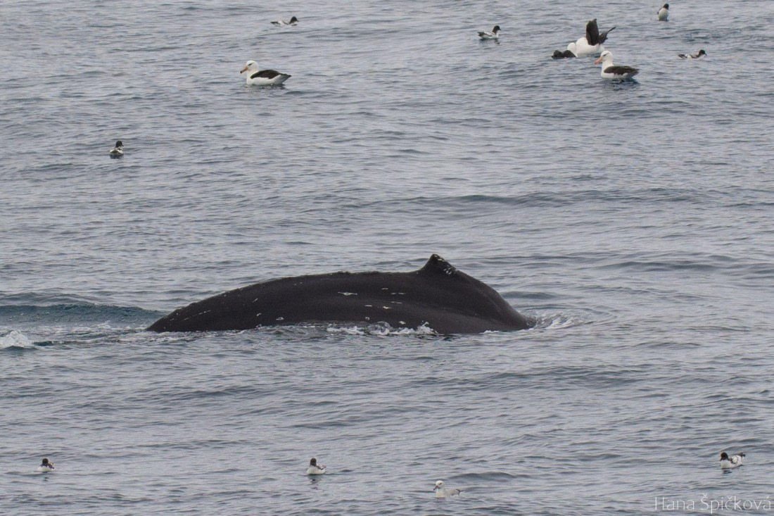 OTL25-25, Day 13, _DSC4116 © Hana Spickova - Oceanwide Expeditions.jpeg