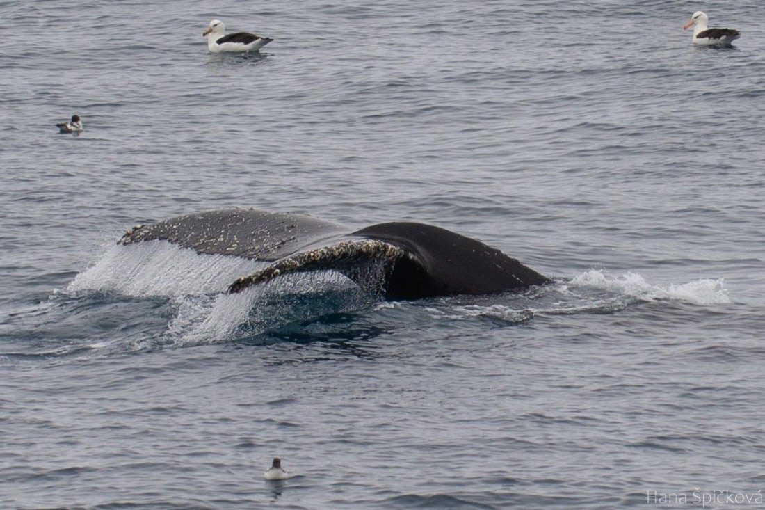 OTL25-25, Day 13, _DSC4117 © Hana Spickova - Oceanwide Expeditions.jpeg