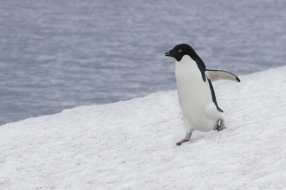 OTL25-25, Day 13, Adelie penguin © Sara Jenner - Oceanwide Expeditions.jpg