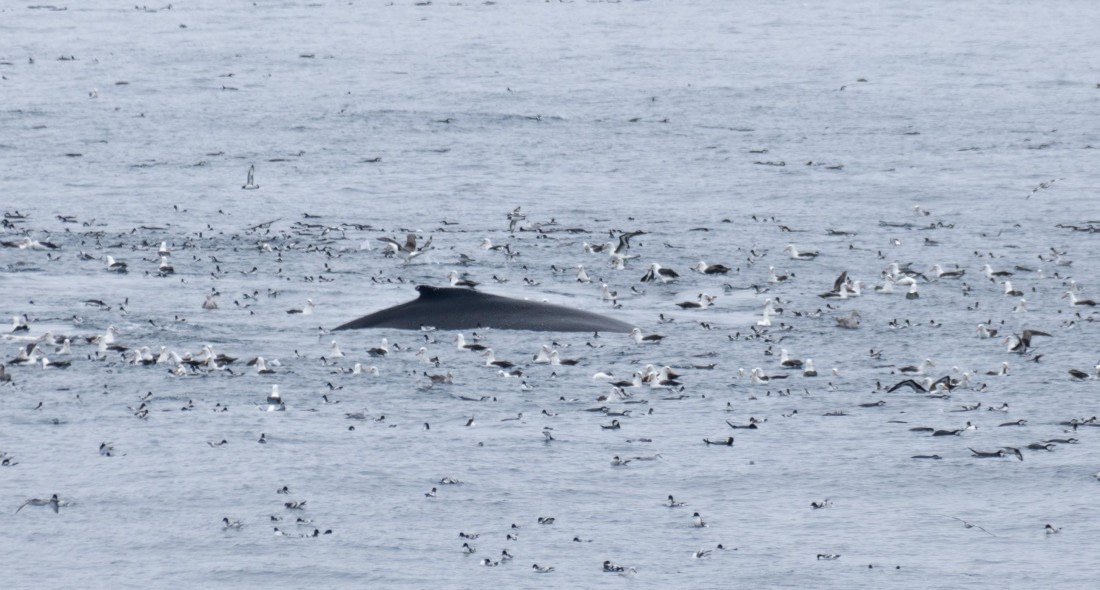 OTL25-25, Day 13, DSC01308 © Julian Robinson - Oceanwide Expeditions.jpg