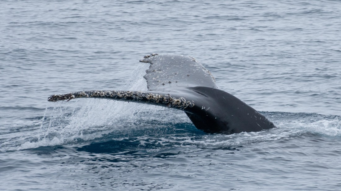 OTL25-25, Day 13, DSC01316 © Julian Robinson - Oceanwide Expeditions.jpg