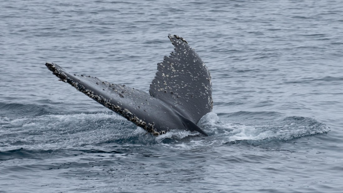 OTL25-25, Day 13, DSC01317 © Julian Robinson - Oceanwide Expeditions.jpg