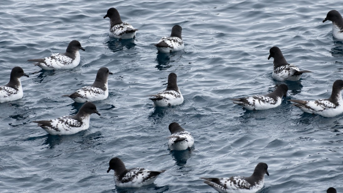 OTL25-25, Day 13, DSC01320 © Julian Robinson - Oceanwide Expeditions.jpg