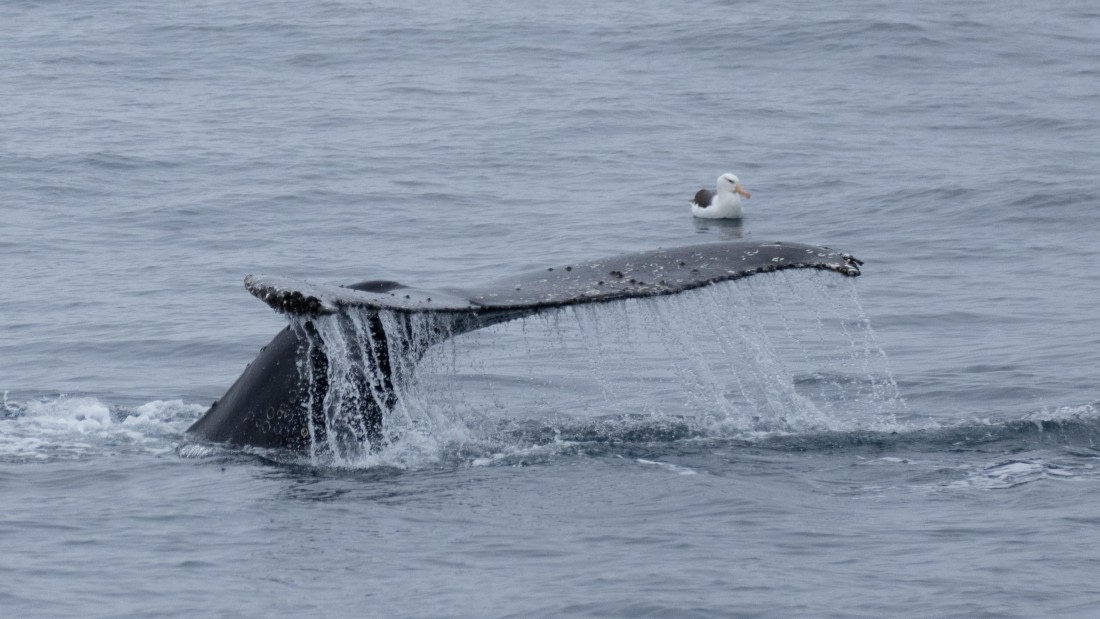 OTL25-25, Day 13, DSC01321 © Julian Robinson - Oceanwide Expeditions.jpg