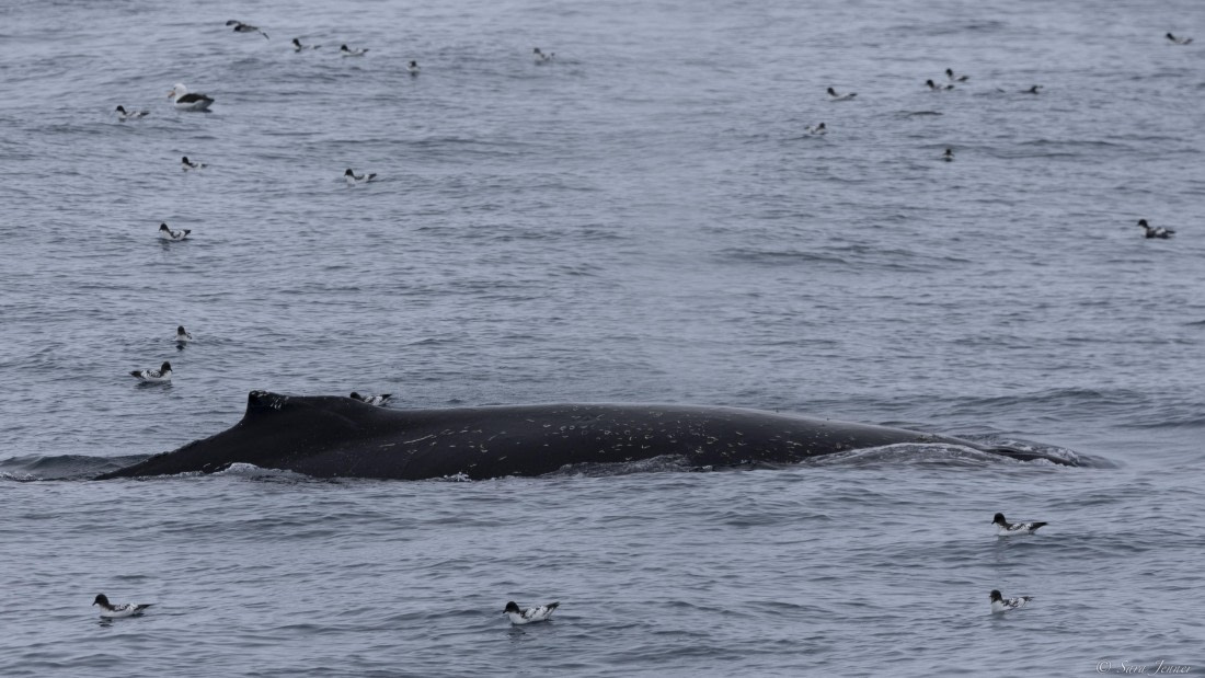 OTL25-25, Day 13, Humpback 1 © Sara Jenner - Oceanwide Expeditions.jpg