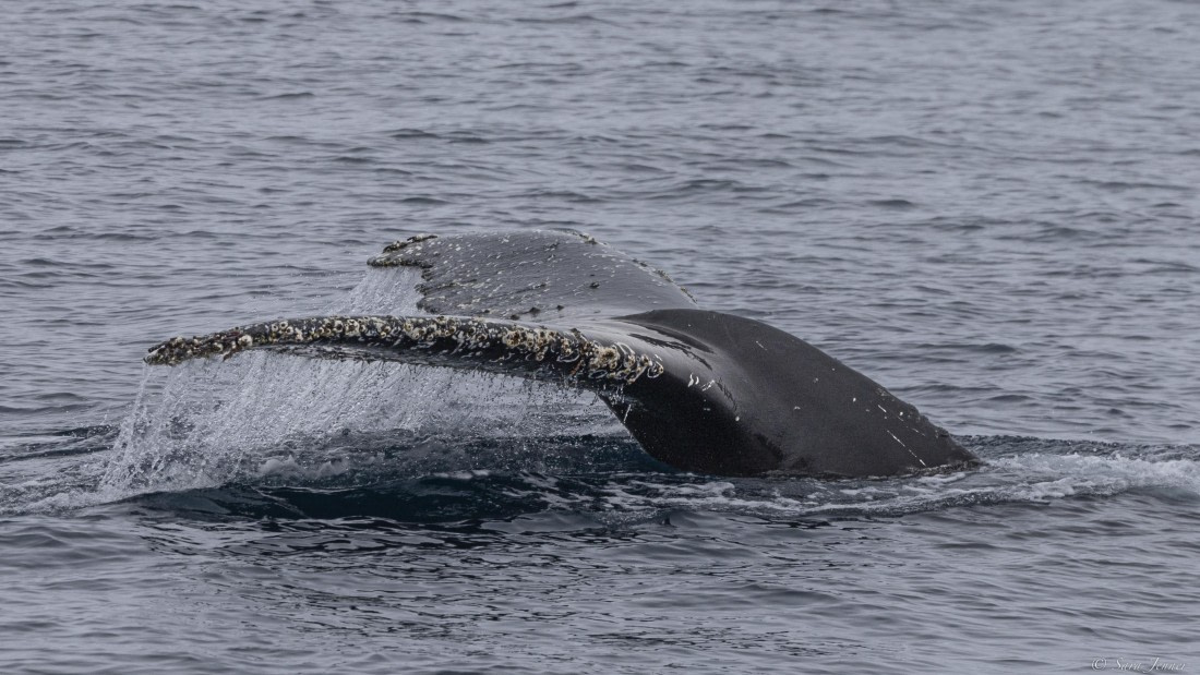 OTL25-25, Day 13, Humpback 2 © Sara Jenner - Oceanwide Expeditions.jpg
