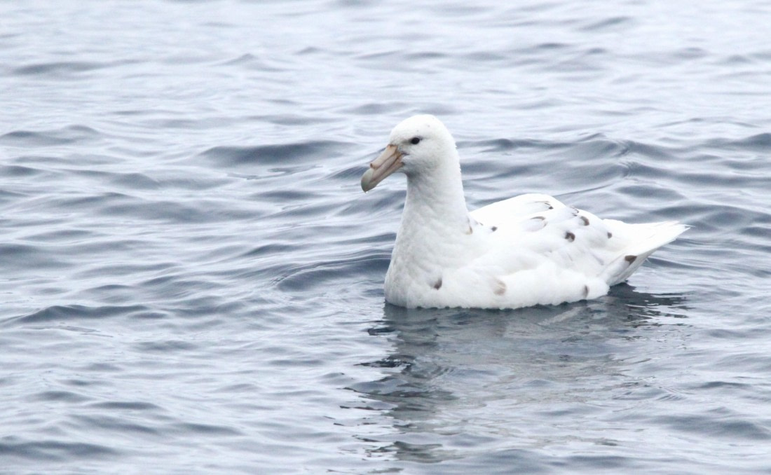 OTL25-25, Day 13, IMG_4347 © Unknown photographer - Oceanwide Expeditions.JPG