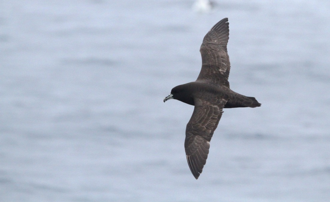 OTL25-25, Day 13, IMG_4444 © Unknown photographer - Oceanwide Expeditions.JPG