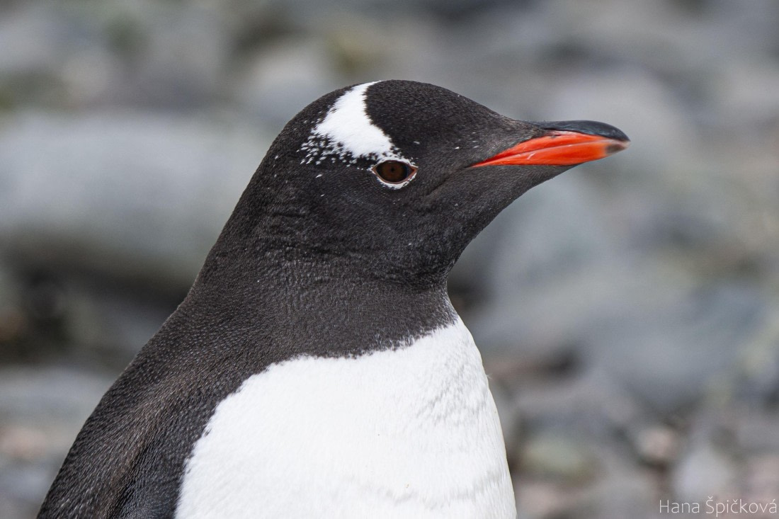 OTL25-25, Day 14, _DSC4336 © Hana Spickova - Oceanwide Expeditions.jpeg
