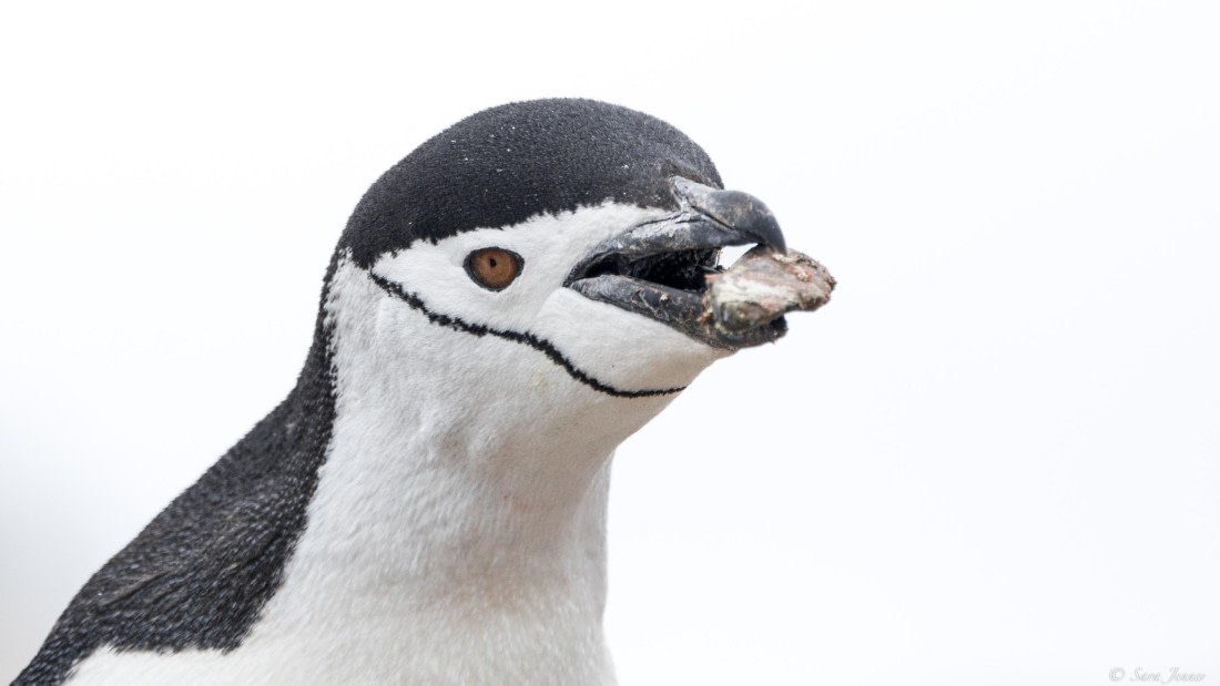 OTL25-25, Day 14, Chinstrap 2 © Sara Jenner - Oceanwide Expeditions.jpg