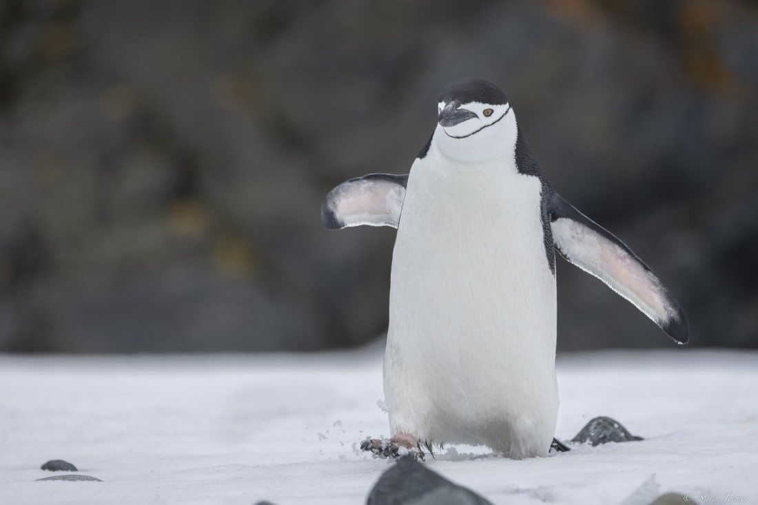 OTL25-25, Day 14, Chinstrap 5 © Sara Jenner - Oceanwide Expeditions.jpg