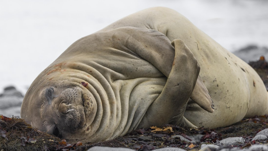 OTL25-25, Day 14, Elephant seal © Sara Jenner - Oceanwide Expeditions.jpg