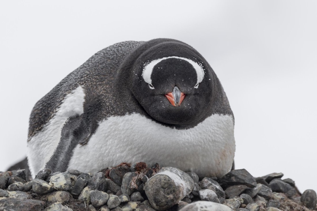 OTL25-25, Day 14, Gentoo 1 © Sara Jenner - Oceanwide Expeditions.jpg