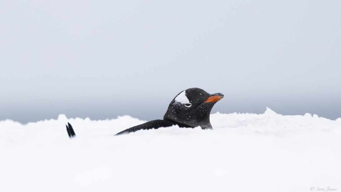 OTL25-25, Day 14, Gentoo 3 © Sara Jenner - Oceanwide Expeditions.jpg