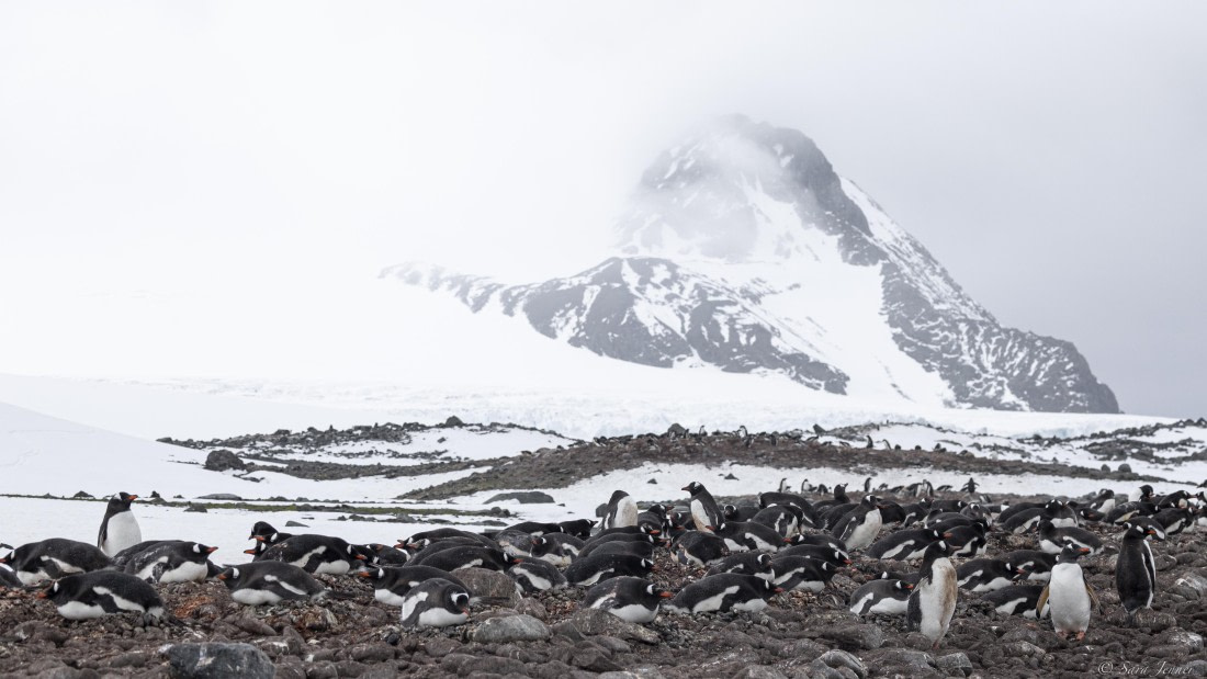 OTL25-25, Day 14, Gentoo 2 © Sara Jenner - Oceanwide Expeditions.jpg