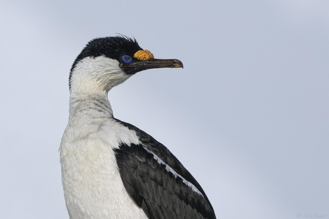OTL25-25, Day 15, Blue eyed shag © Sara Jenner - Oceanwide Expeditions.jpg