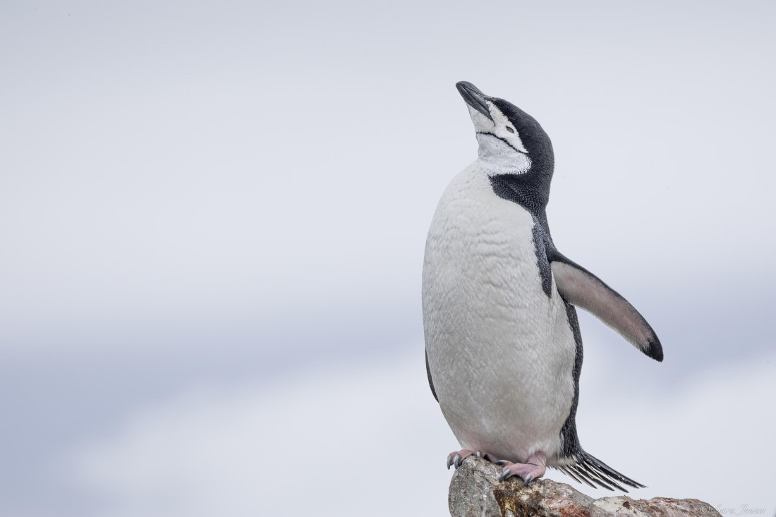 OTL25-25, Day 15, Chinstrap 1 © Sara Jenner - Oceanwide Expeditions.jpg