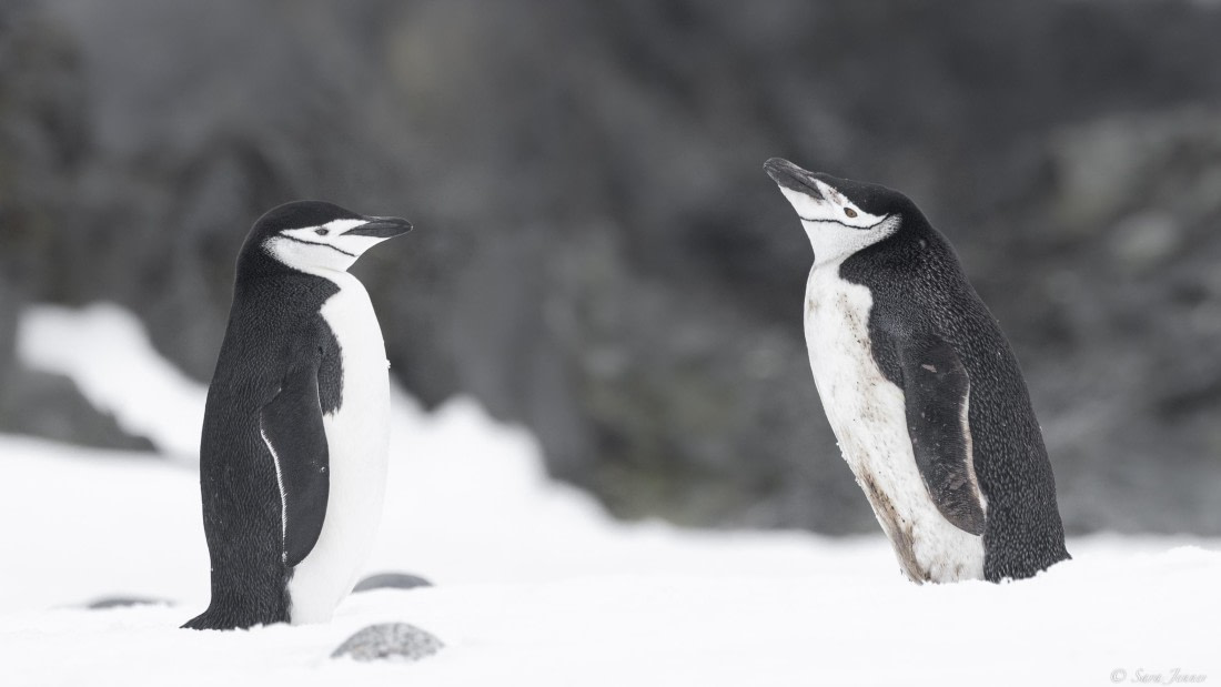 OTL25-25, Day 15, Chinstrap 4 © Sara Jenner - Oceanwide Expeditions.jpg