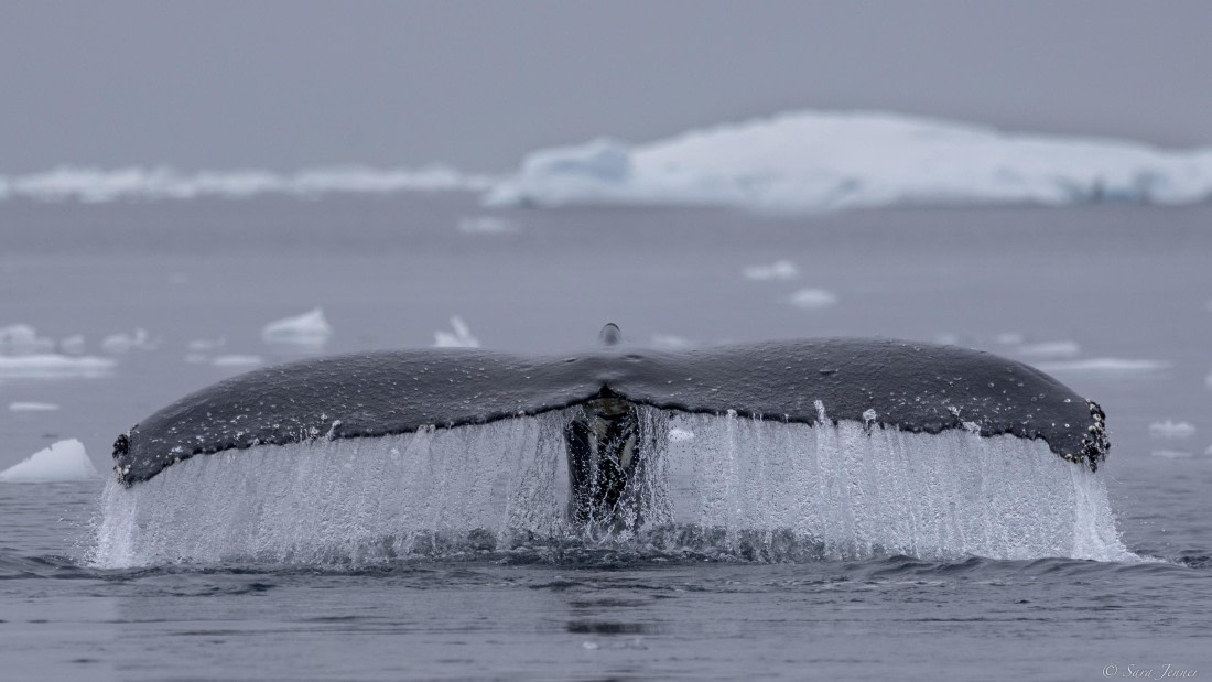 OTL25-25, Day 16, Flanders Bay 4 © Sara Jenner - Oceanwide Expeditions.jpg