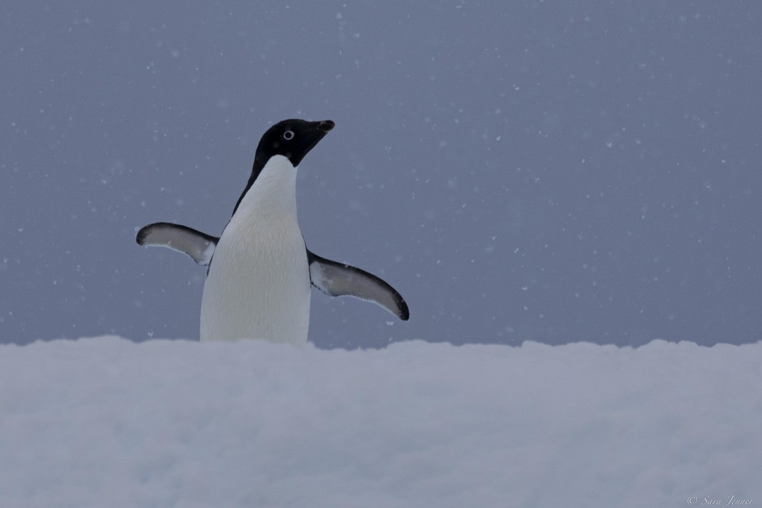 OTL25-25, Day 16, Flanders Bay 5 © Sara Jenner - Oceanwide Expeditions.jpg