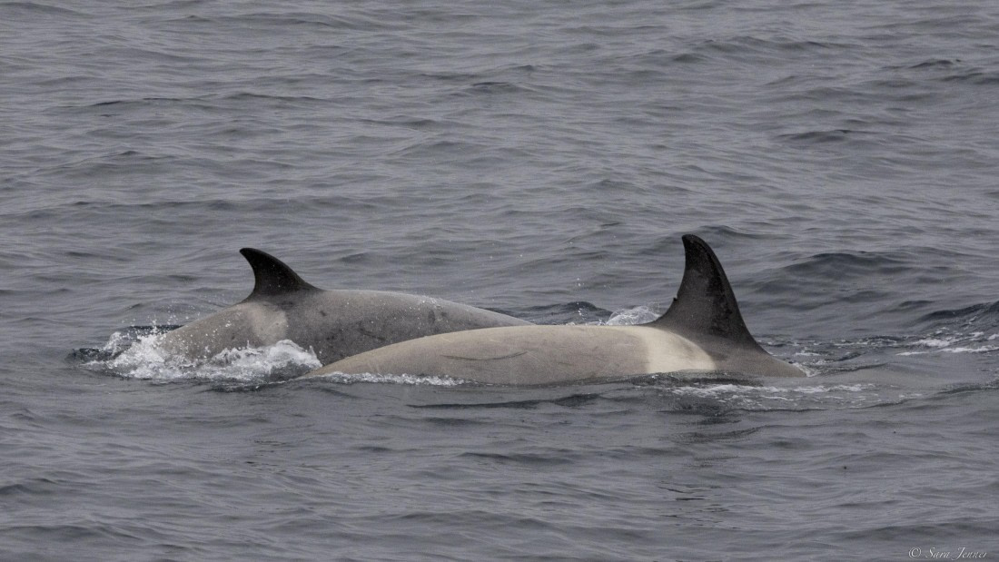 OTL25-25, Day 17, Orca 1 © Sara Jenner - Oceanwide Expeditions.jpg
