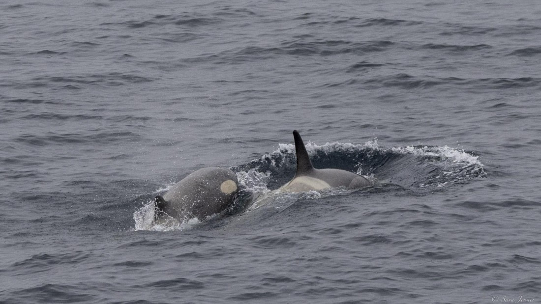 OTL25-25, Day 17, Orca 2 © Sara Jenner - Oceanwide Expeditions.jpg