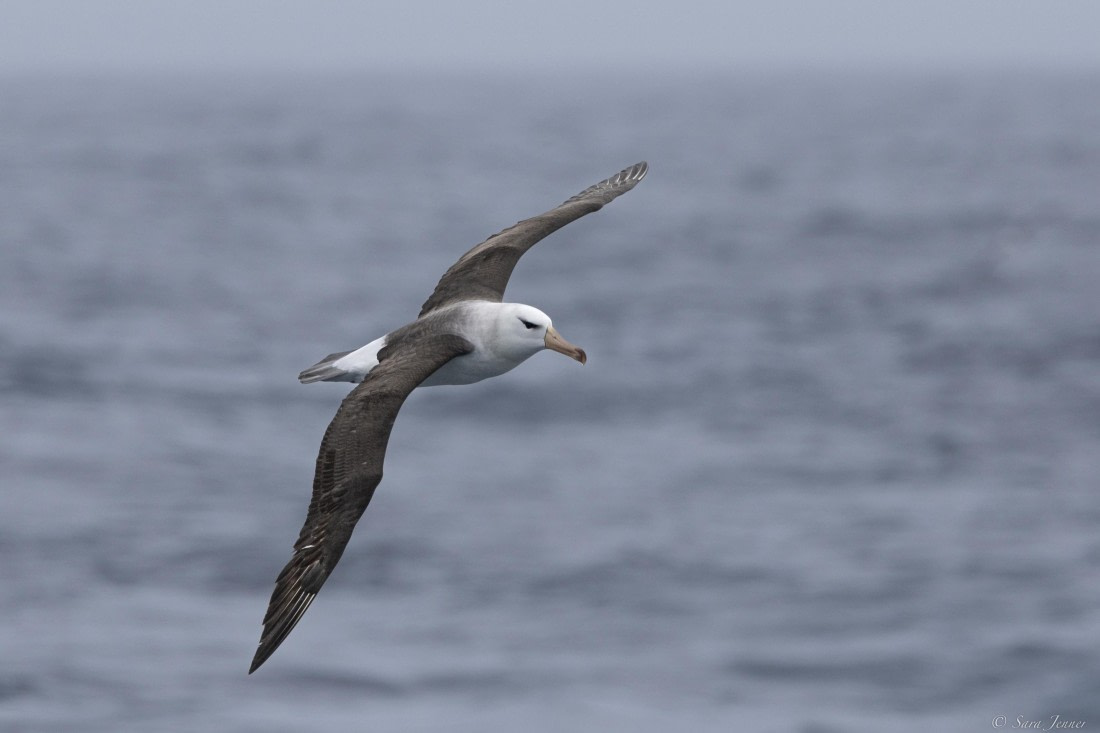 OTL25-25, Day 18, Albatros © Sara Jenner - Oceanwide Expeditions.jpg