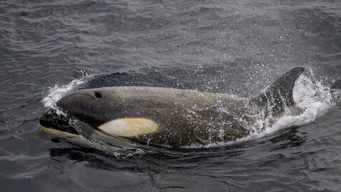 OTL25-25, Day 17, Orca 3 © Sara Jenner - Oceanwide Expeditions.jpg