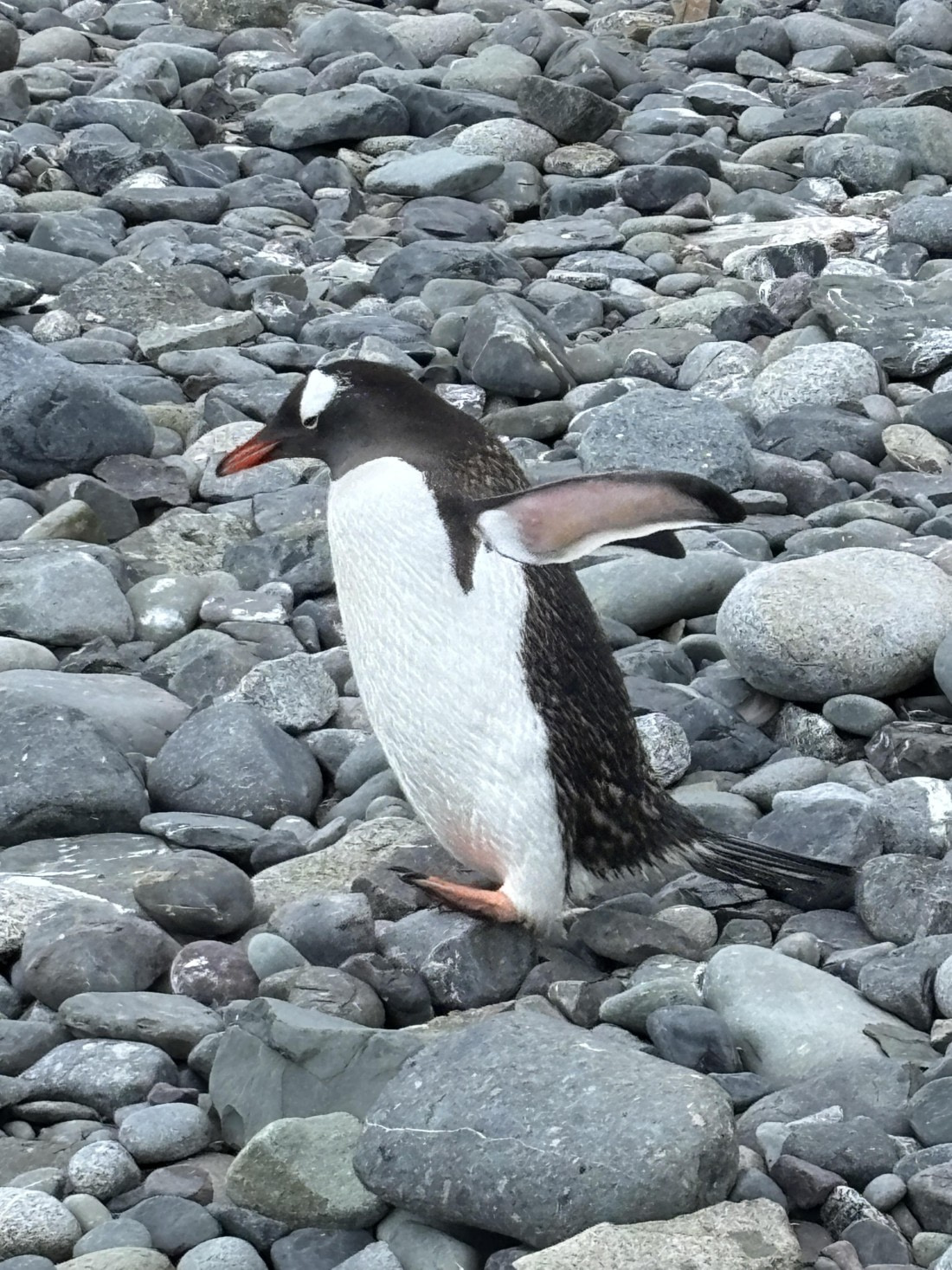 Gentoo in Motion