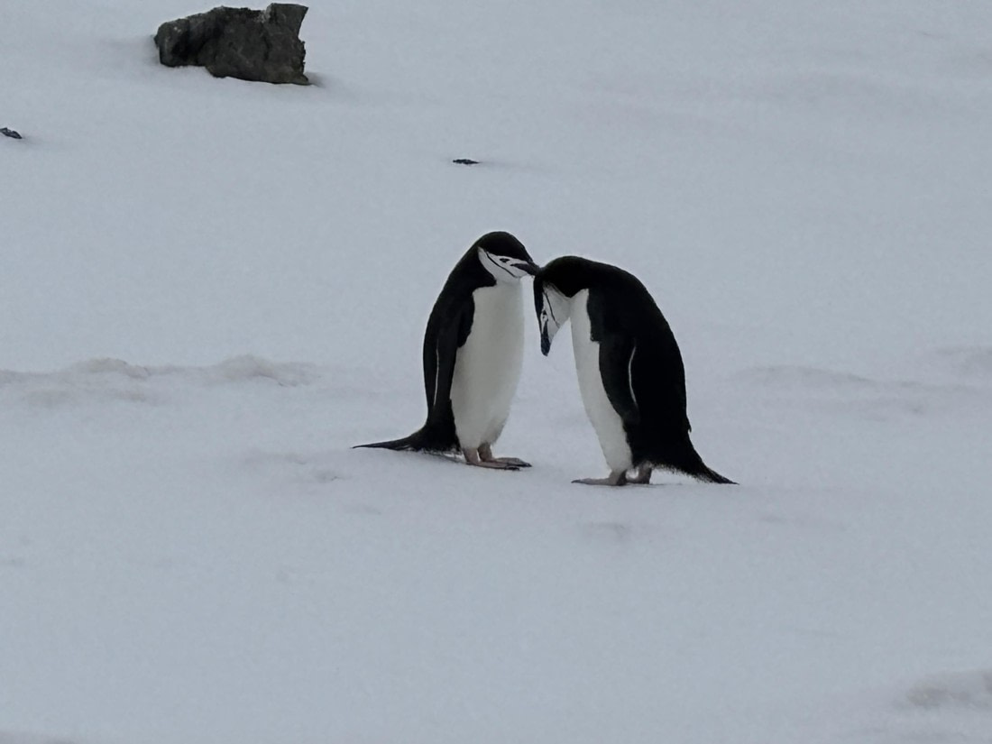 Chinstrap Discussion
