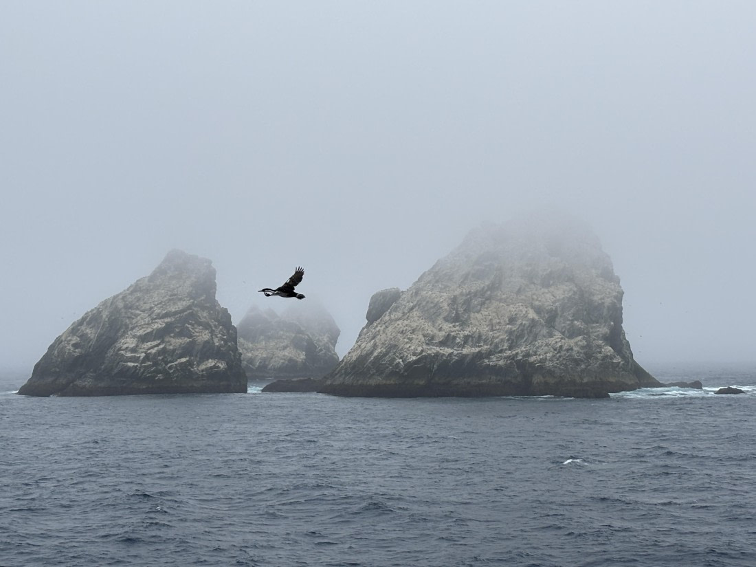 Flyby of Shag Rocks