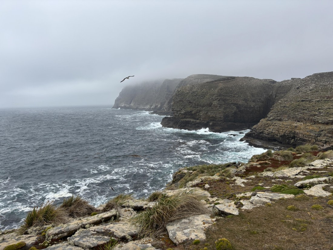 New Island Coastline