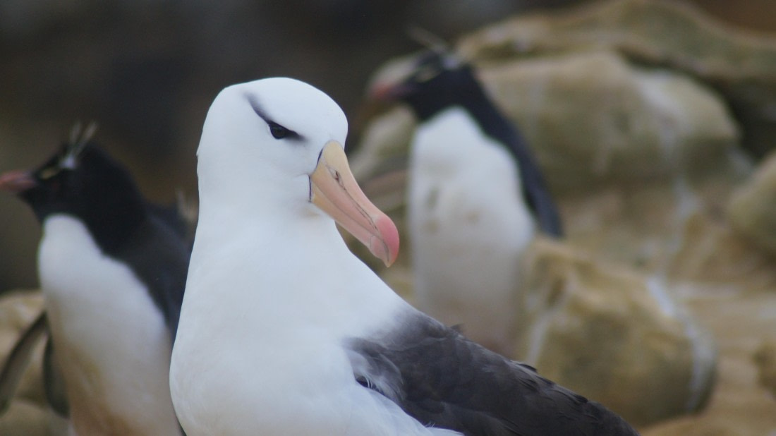 HDS25-25, Day 3, DSC01745 © Unknown photographer - Oceanwide Expeditions.JPG